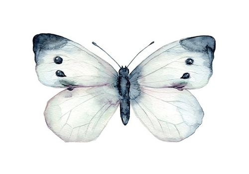 Postkarte, Karte SCHMETTERLING / Butterfly by MALUU