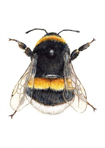Postkarte, Karte HUMMEL Bumble Bee by MALUU